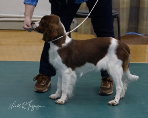 M Puppy Bitch